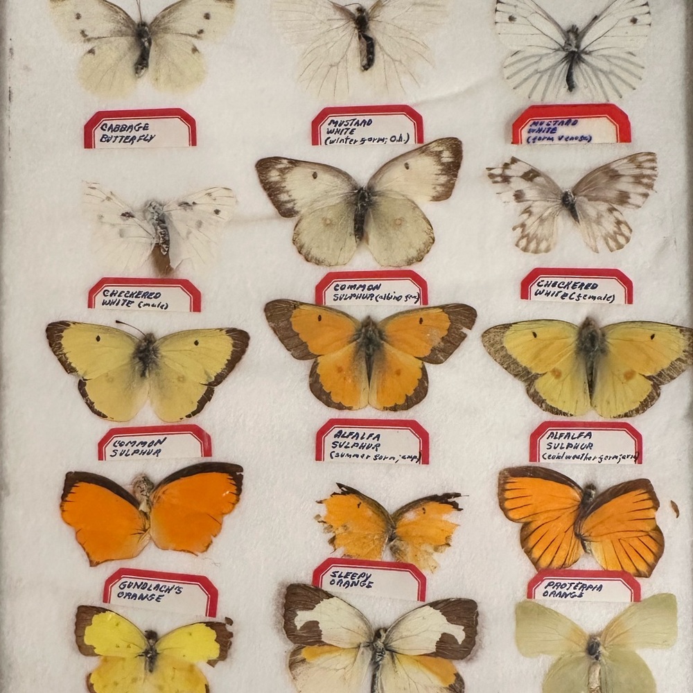 Vintage Butterfly Collection Display with White and Orange Butterflies